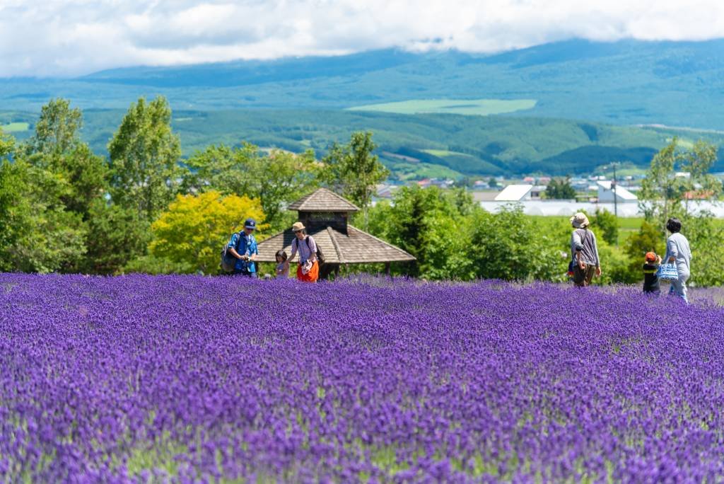 🌸 사쿠라 라벤더 정원(사쿠라 라벤다란도)
